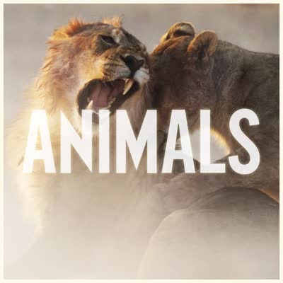 MAROON 5 - ANIMALS