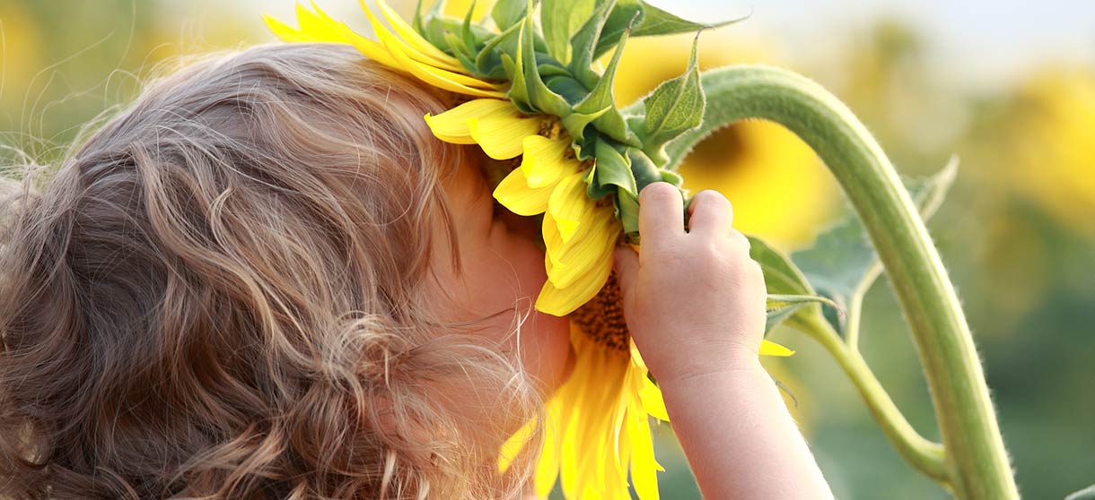 Mädchen mit Locken steckt den Kopf in eine große Sonnenblume