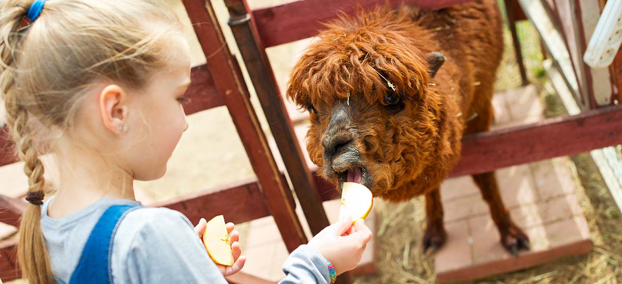 Freizeithighlights: Mädchen füttert Alpaka mit einem Apfel