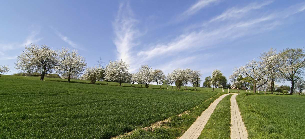 ffn-Wetter: Blühende Bäume vor blauem Himmel und Weg durch grünes Gras