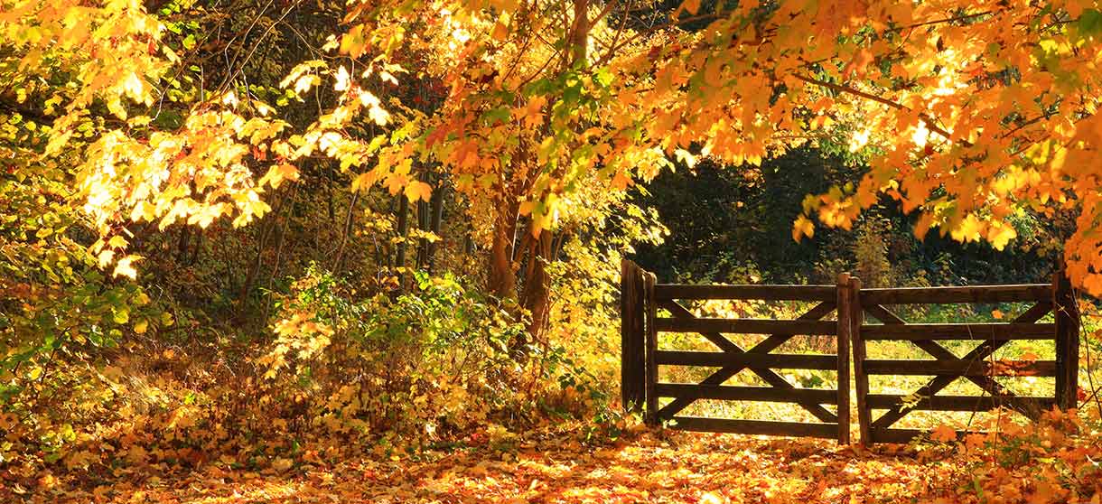 Holztor im Herbstlaub im Wald