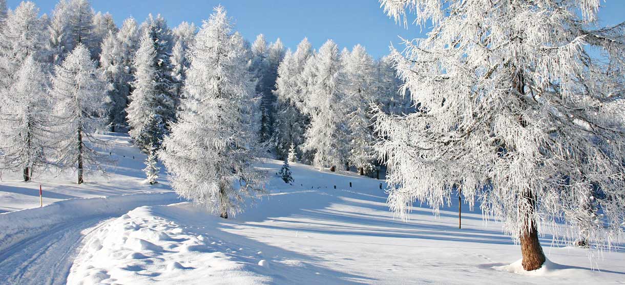 Waldweg mit viel Schnee und Tannen